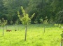 Obstbaumschnitt