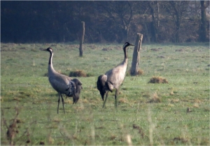 Kraniche auf Amtmannsch Wiese