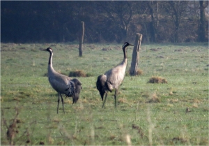 Kraniche auf Amtmannsch Wiese