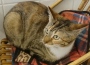 Neues Zuhause gesucht