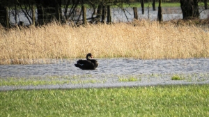 Schwarzer Schwan 05.04.15