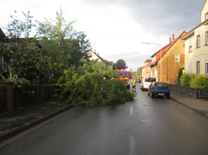 Umgestürzte Bäume 31.08.15 01