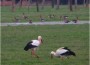 Kraniche, Weißstörche und Enten</br>Mit dem Fernglas in die Niederung