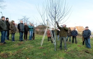 NABU Obstbaumschnitt 17.02.16 01