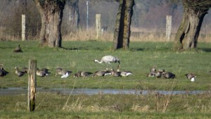 Bückeburger Niederung 27.03.16 02