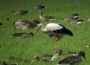 Führung durch Niederung</br>Zugvogelbeobachtung mit dem NABU