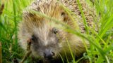 NABU Petition: Schutz für den heimischen Igel