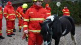 DLRG Wasserrettungszug übt Evakuierung von Pferden