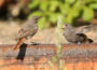 Jungvogel gefunden? NABU rät: Erst schauen, dann handeln