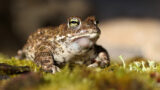 Kaulquappenjubel in Hessisch Oldendorf: Kreuzkröte feiert Kindersegen im Terrarium