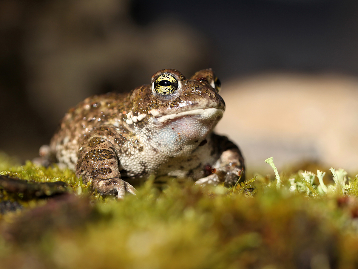 Kaulquappenjubel in Hessisch Oldendorf: Kreuzkröte feiert Kindersegen im Terrarium