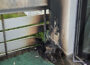 Schwelbrand auf Balkon – Bewohner retten sich rechtzeitig