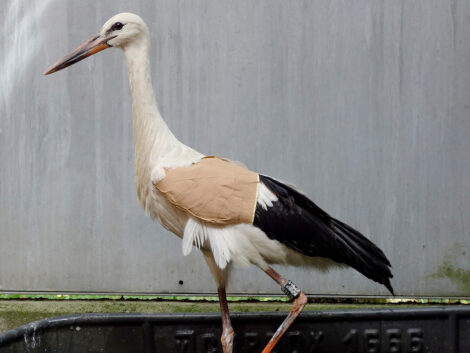 Kleine Vögel, große Not – NABU braucht Unterstützung!