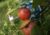 Herbststimmung auf der Streuobstwiese