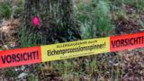 Gespinstnest des Eichenprozessionsspinners „Am Oberstenhof“ entdeckt
