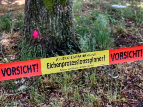 Gespinst­nest des Eichen­pro­zes­si­ons­spin­ners „Am Obers­tenhof“ entdeckt