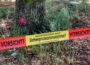 Gespinstnest des Eichenprozessionsspinners „Am Oberstenhof“ entdeckt